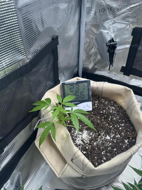 Planting some freebies!. Week 11