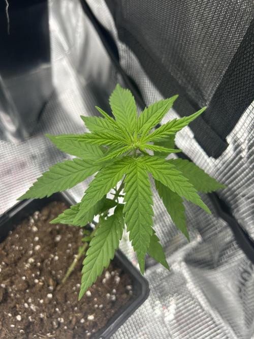 My first feminized grow. Week 9