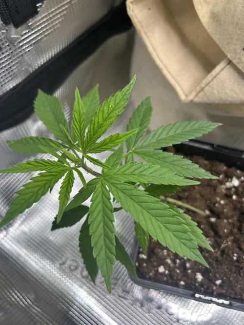 My first feminized grow. Week 9