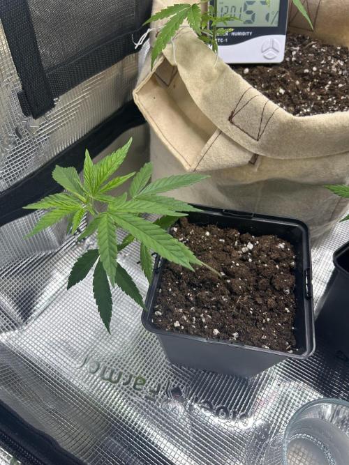 My first feminized grow. Week 9