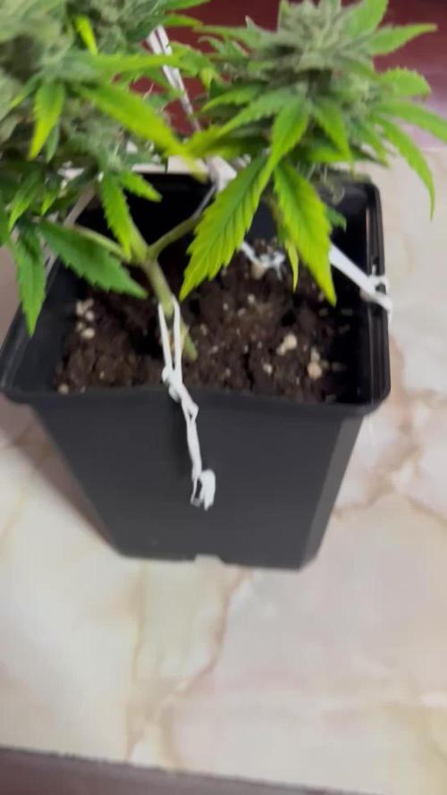 Planting some freebies!