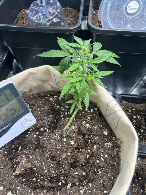 Planting some freebies!. Week 12