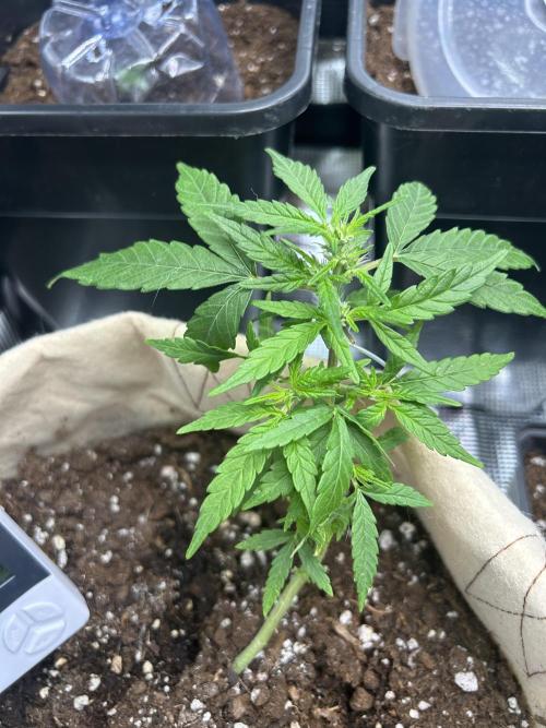 Planting some freebies!. Week 12