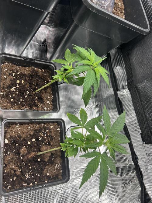 My first feminized grow. Week 10