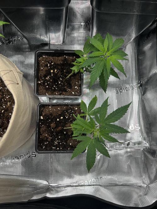 My first feminized grow. Week 10