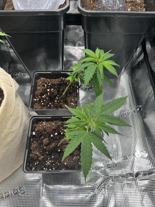 My first feminized grow. Week 10