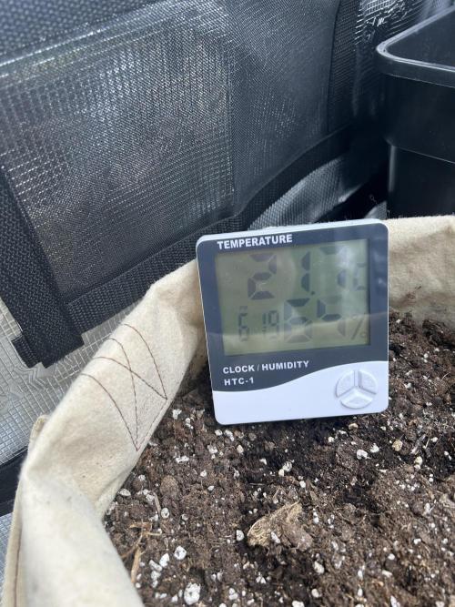 My first feminized grow. Week 10