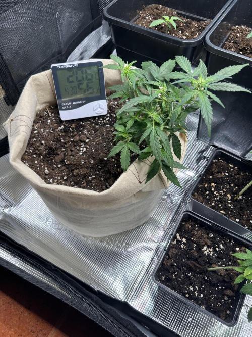 Planting some freebies!. Week 13