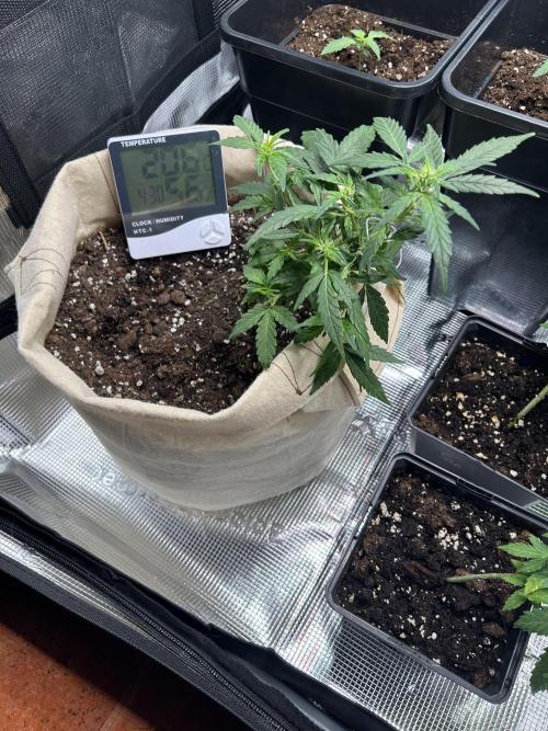 Planting some freebies!. Week 13