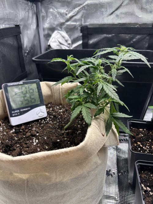 Planting some freebies!. Week 13