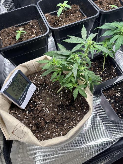 Planting some freebies!. Week 13