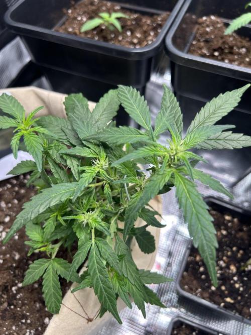 Planting some freebies!. Week 13