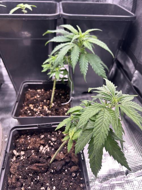 My first feminized grow. Week 11