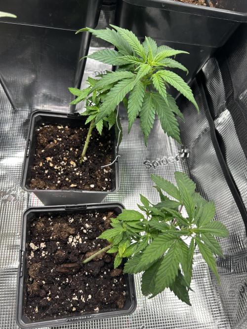 My first feminized grow. Week 11