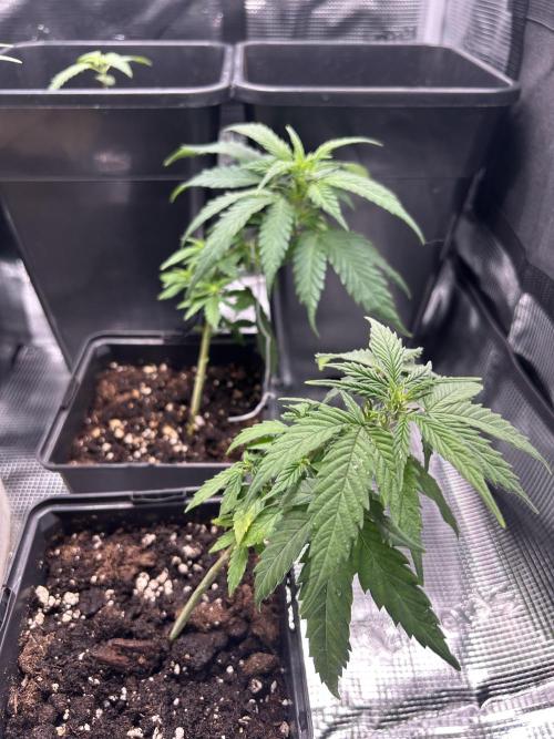 My first feminized grow. Week 11