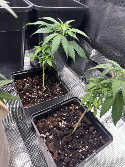 My first feminized grow. Week 11