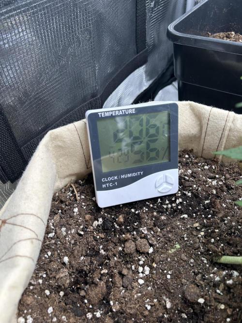 My first feminized grow. Week 11