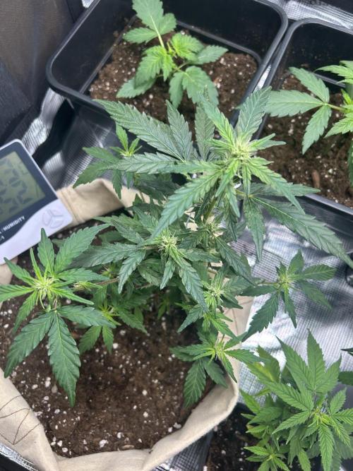 Planting some freebies!. Week 14