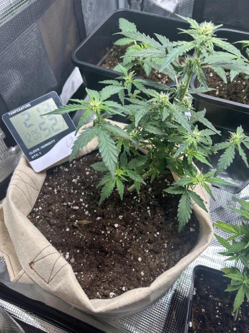 Planting some freebies!. Week 14