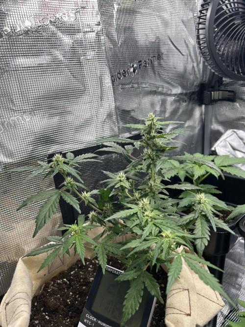 Planting some freebies!. Week 15