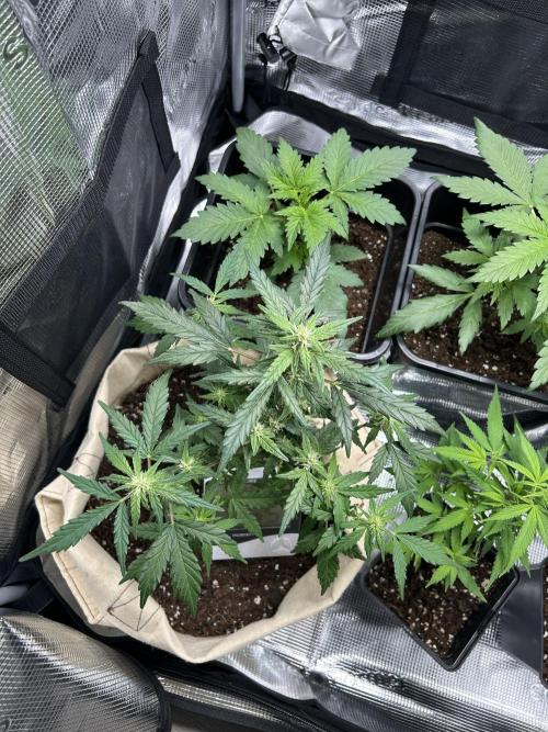 Planting some freebies!. Week 15