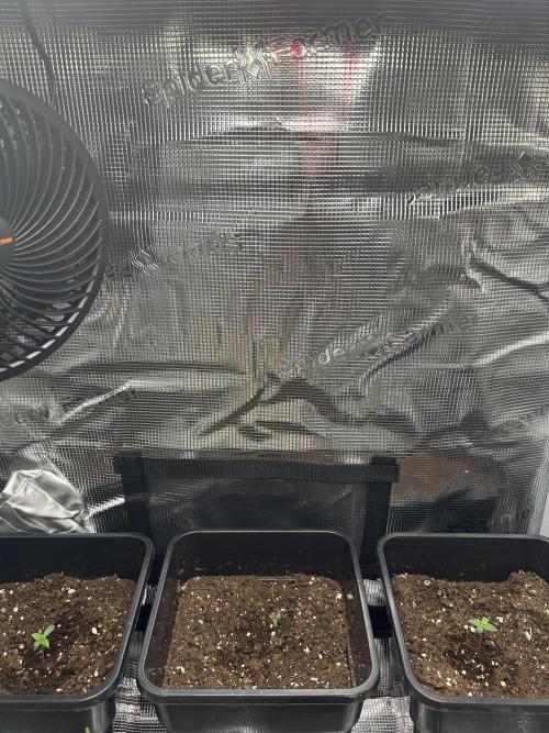 Orange sherbet  auto indoor. Week 1