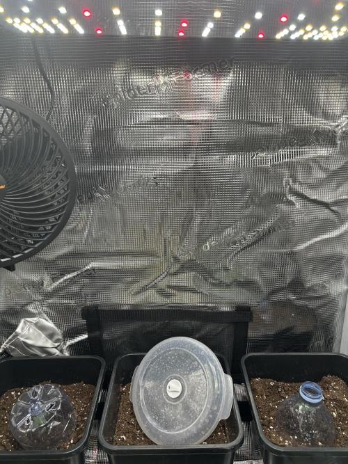 Orange sherbet  auto indoor. Week 1