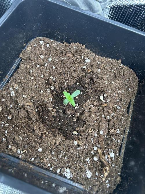 Orange sherbet  auto indoor. Week 1