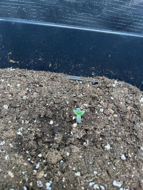 Orange sherbet  auto indoor. Week 1