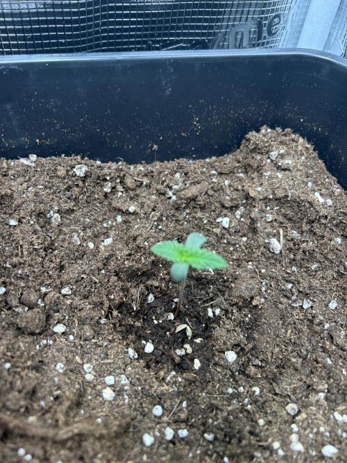 Orange sherbet  auto indoor. Week 1