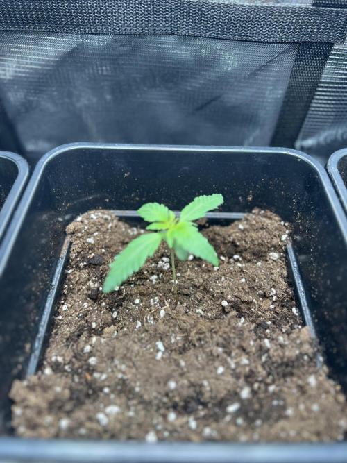 Orange sherbet  auto indoor. Week 2