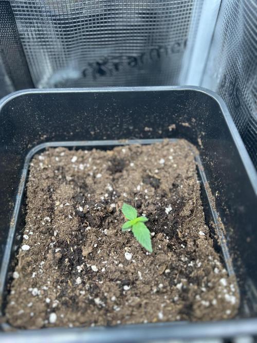 Orange sherbet  auto indoor. Week 2