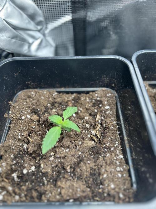 Orange sherbet  auto indoor. Week 2