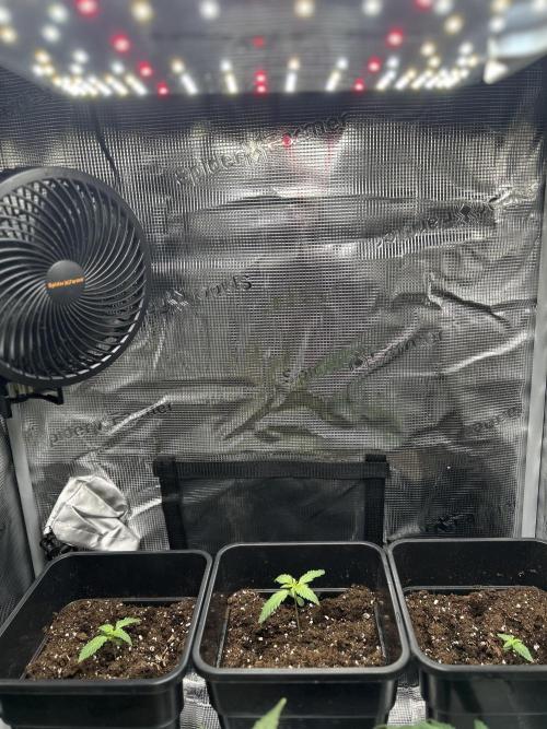 Orange sherbet  auto indoor. Week 2