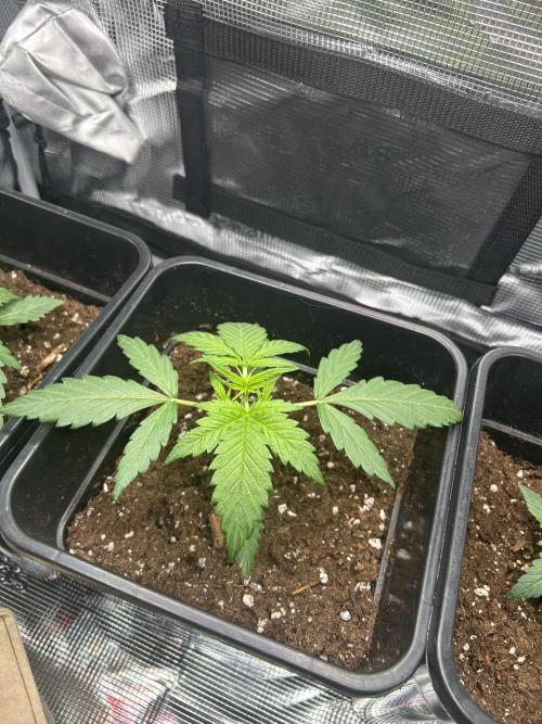 Orange sherbet  auto indoor. Week 3