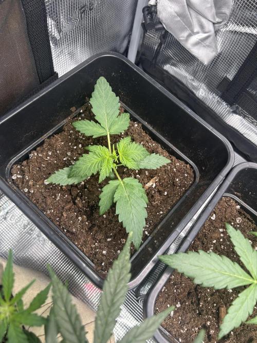 Orange sherbet  auto indoor. Week 3