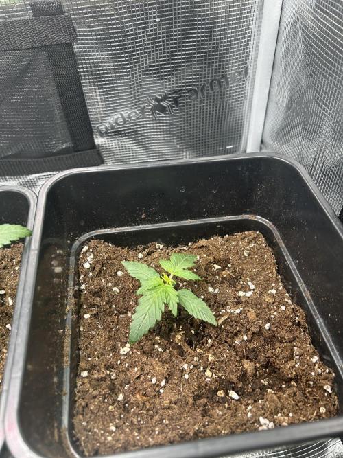 Orange sherbet  auto indoor. Week 3