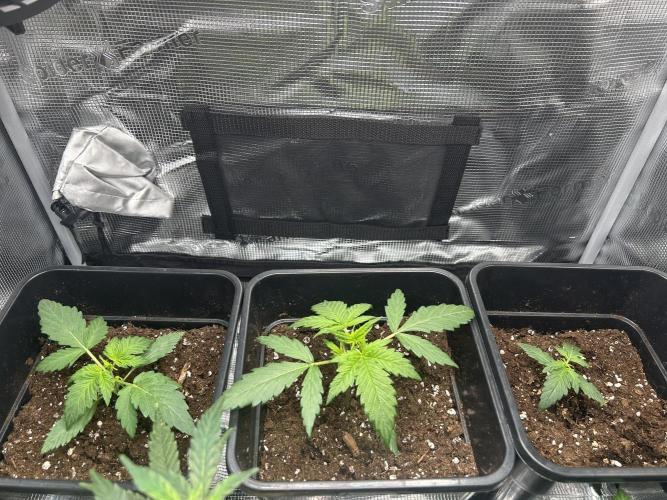 Orange sherbet  auto indoor. Week 3