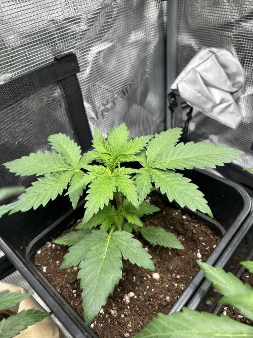 Orange sherbet  auto indoor. Week 4