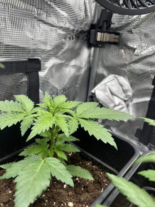 Orange sherbet  auto indoor. Week 4