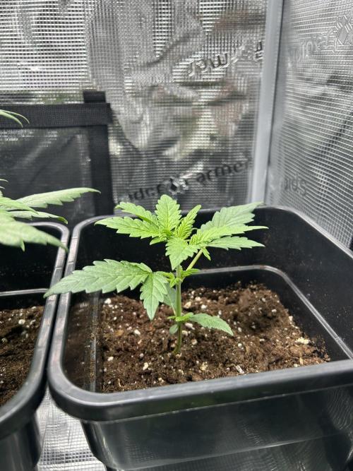 Orange sherbet  auto indoor. Week 4