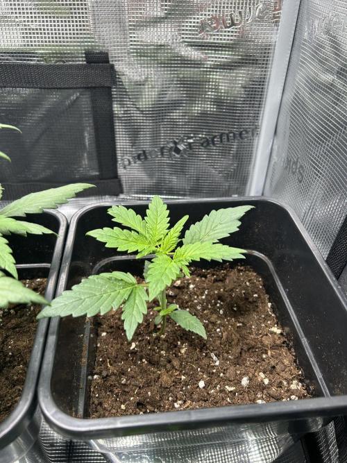 Orange sherbet  auto indoor. Week 4