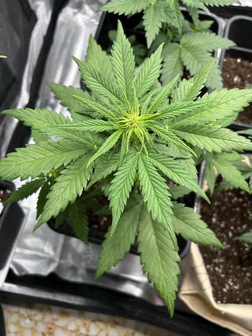 Orange sherbet  auto indoor. Week 5