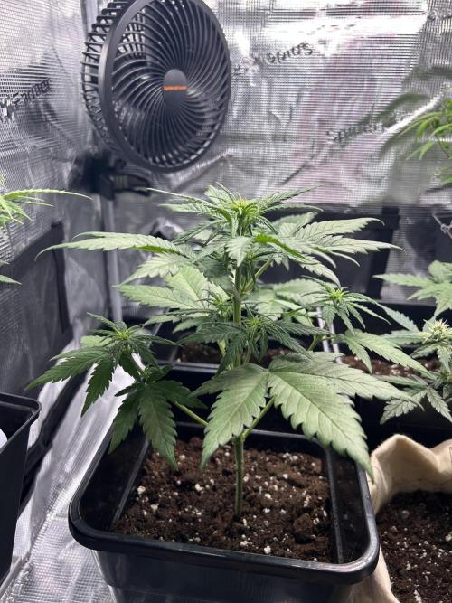 Orange sherbet  auto indoor. Week 5