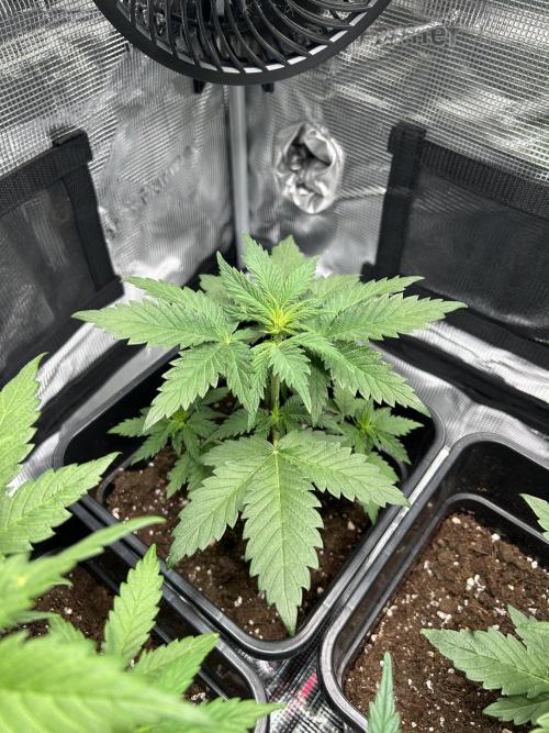 Orange sherbet  auto indoor. Week 5