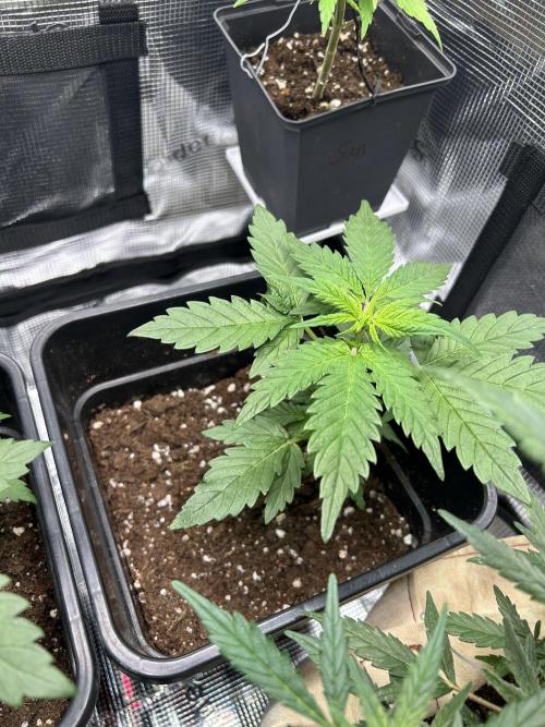 Orange sherbet  auto indoor. Week 5