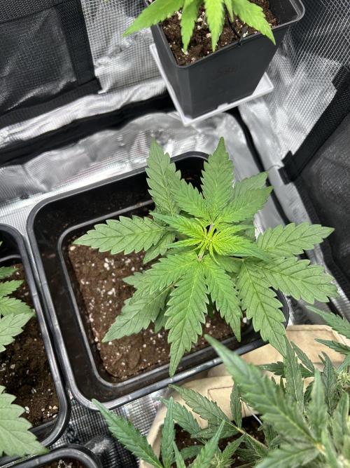 Orange sherbet  auto indoor. Week 5