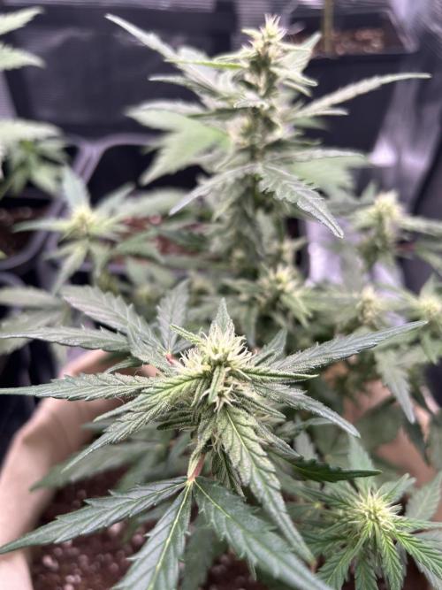 Planting some freebies!. Week 16