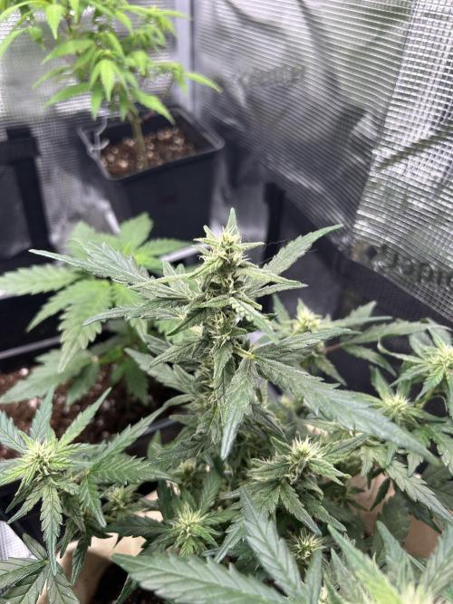 Planting some freebies!. Week 16