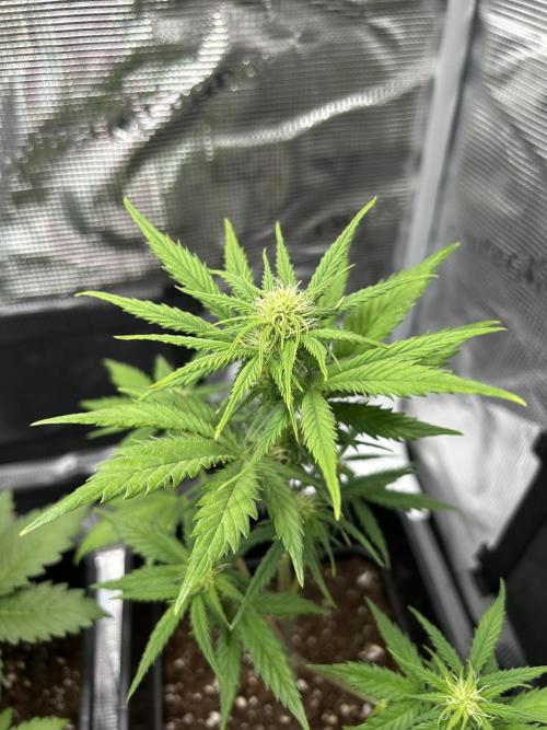 Orange sherbet  auto indoor. Week 6